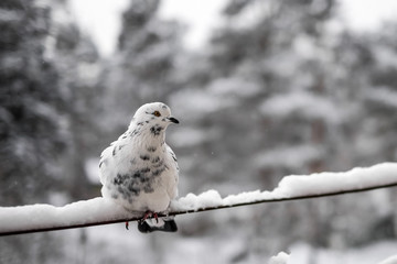 White dove against winter background