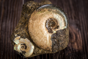 Variety Ammonites - fossil