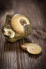 Variety Ammonites - fossil