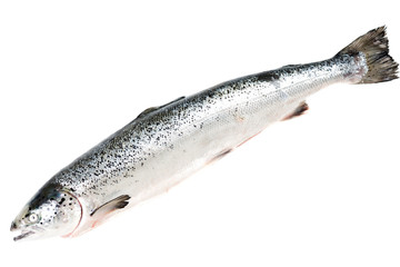 Sea trout isolated on white