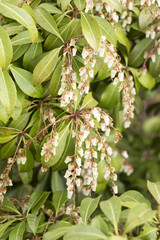 small white flowers magnolia
