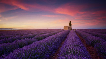 Fototapete Rund Lavendel Lavendelfeld  © ben_malo
