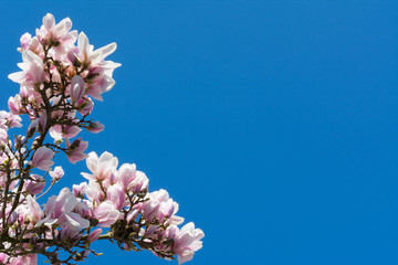 Magnolienblüte
