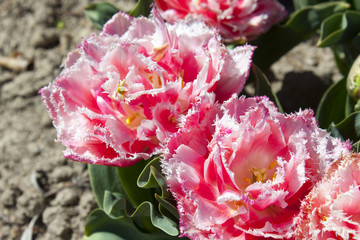 Tulipes roses dans leur champ