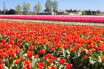 Photo sur Plexiglas Tulipe Tulipes roses dans leur champ