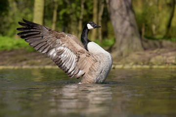 Canada Goose, Branta canadensis