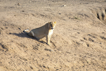 Lioness lying on sand in ambush looking alert
