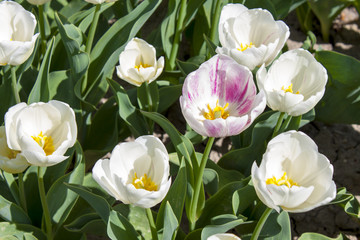 Tulipes roses dans leur champ