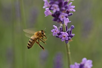 abeille sur  fleur