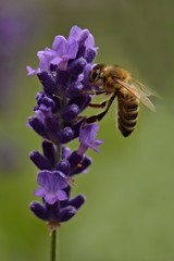 abeille sur  fleur