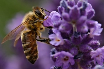 abeille