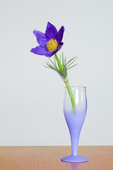 Beautiful blue flower sleep-grass in a glass