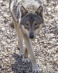 Eurasian wolf standing