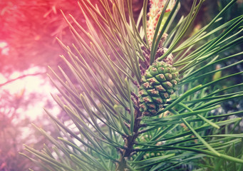 Naklejka na ściany i meble Pine cone in a pine tree