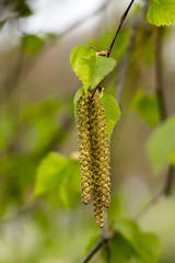 Birch bud in the spring sunlight