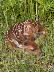 Fawn Curled up in the Grass