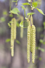Birch bud in the spring sunlight