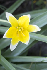 nyctalopia yellow flower close-up