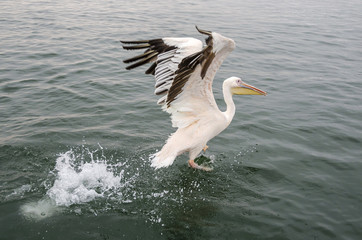 A great white pelican starting the flight  in Walvis Bay, Namibia.