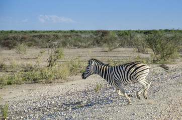 Fototapeta na wymiar The plains zebra (Equus quagga) running in Etosha national park