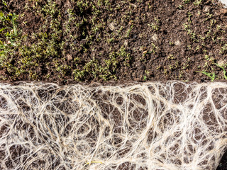 Wurzeln auf Pflanzteppich