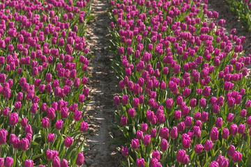 field of tulips