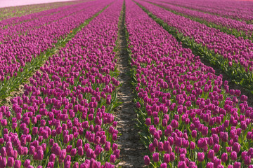 field of tulips