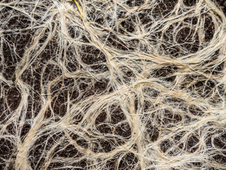 Wurzeln auf Pflanzteppich