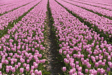 field of tulips