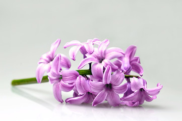 Pink hyacinth flower