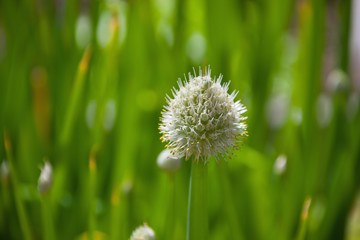 Inflorescence of onions at maturity.