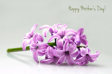Happy Mother's Day card with hyacinth flower