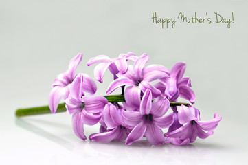 Happy Mother's Day card with hyacinth flower