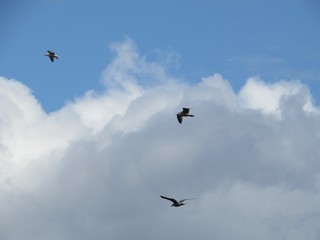 Birds Flying Through The Cloudy Sky