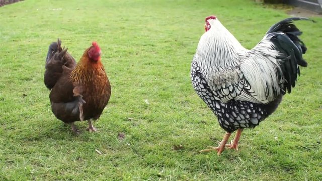 Two chickens in a garden