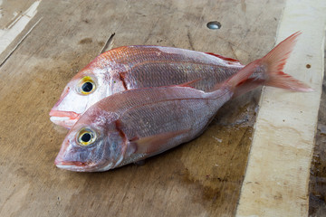 Pesce Pagello Francolino sul tavolo