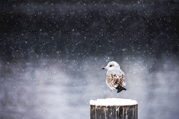 Zimowa cisza - Ptak w zimny zimowy dzień. - 107982770