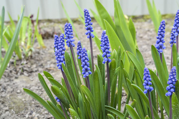 Красивые и нежные весенние голубые цветы