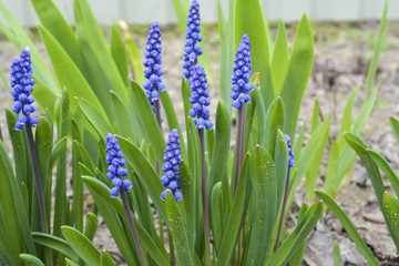 Красивые и нежные весенние голубые цветы