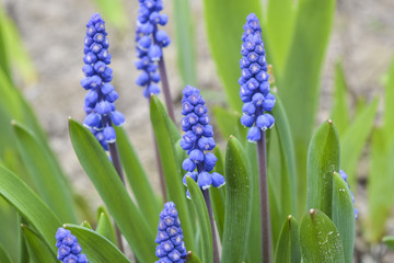 Красивые и нежные весенние голубые цветы