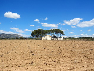 Fototapeta na wymiar Spanish farm with vines in winter