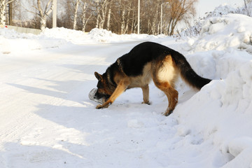 German shepherd dog on snow in winter day