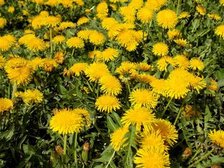 Dandelions on meadow