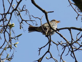 Thrush on tree without leaves