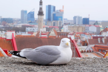 Obraz premium sea-gull against the old city in Tallinn, Estonia