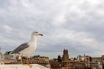 Rome Roofs with Seagull / Seagull in the foreground, in the background the roofs of the city of Rome.