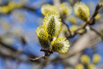 Flowering goat willow (Salix caprea) in spring