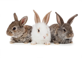 Pets. Rabbit isolated on white background