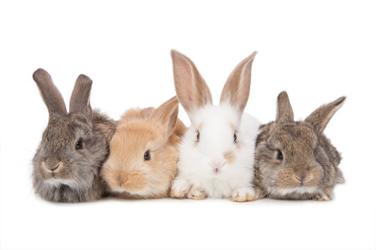 Pets. Four of the rabbit isolated on white background
