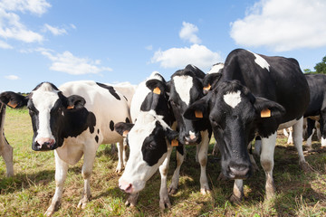 Four curious black and white Holstein dairy cows leaning forwards and peering at the camera in a sunny pasture